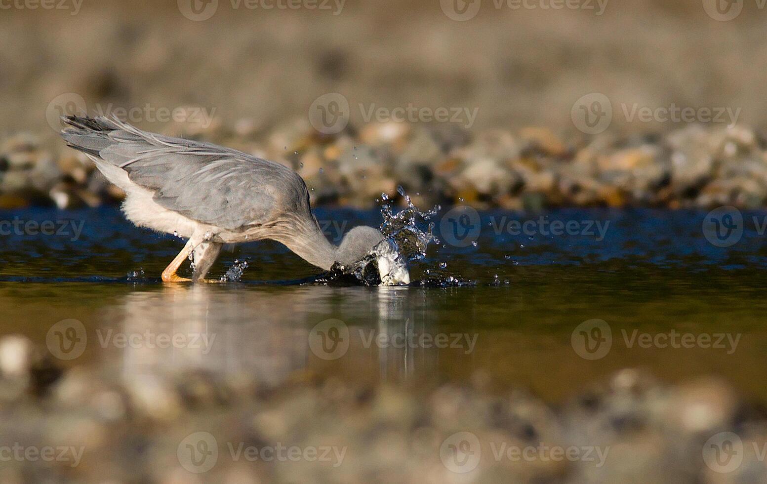 Bird Photography, Bird Picture, Most Beautiful Bird Photography, Nature Photography photo