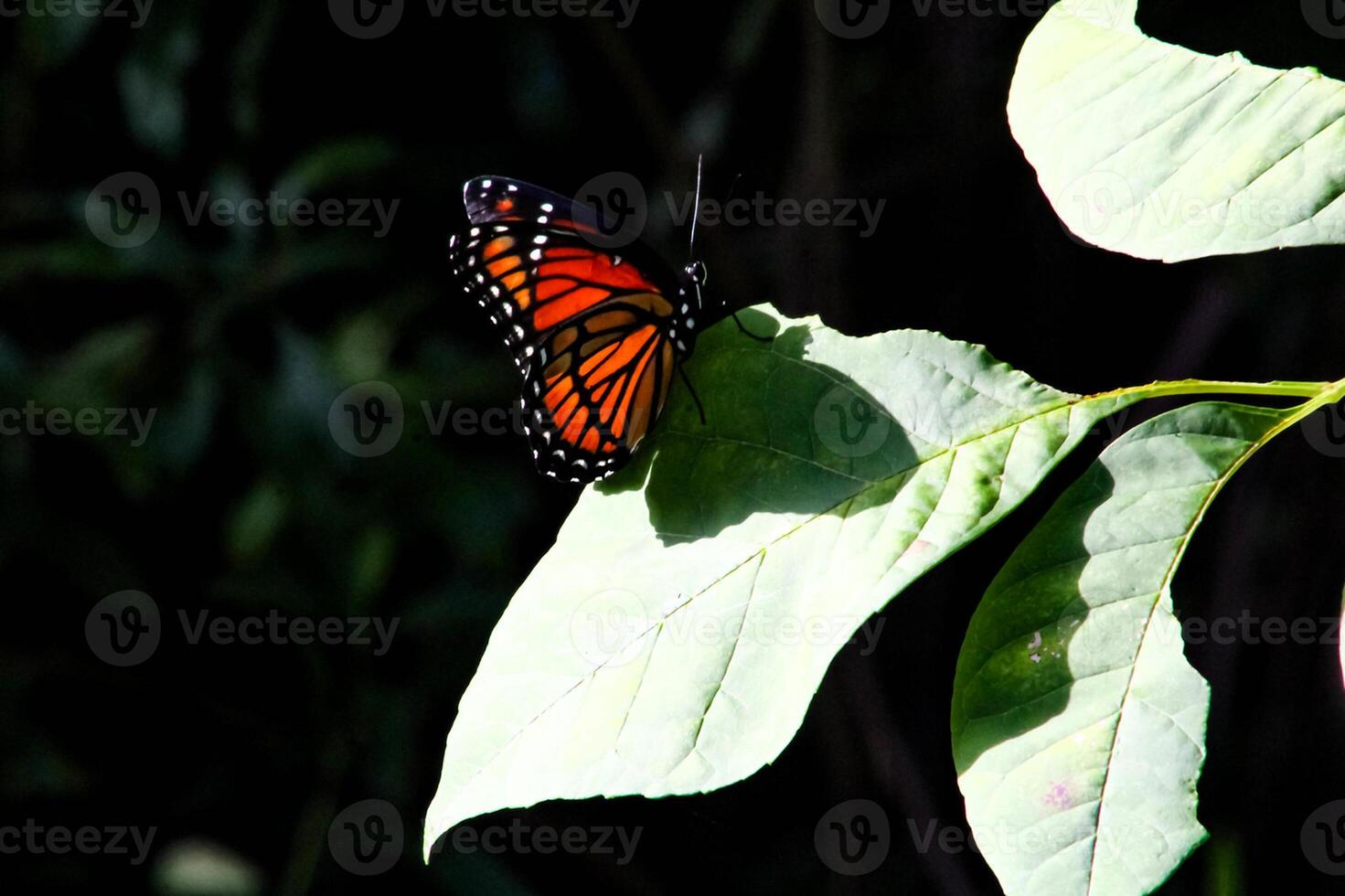 Monarch, Beautiful Butterfly Photography, Beautiful butterfly on flower, Macro Photography, Beautyful Nature photo