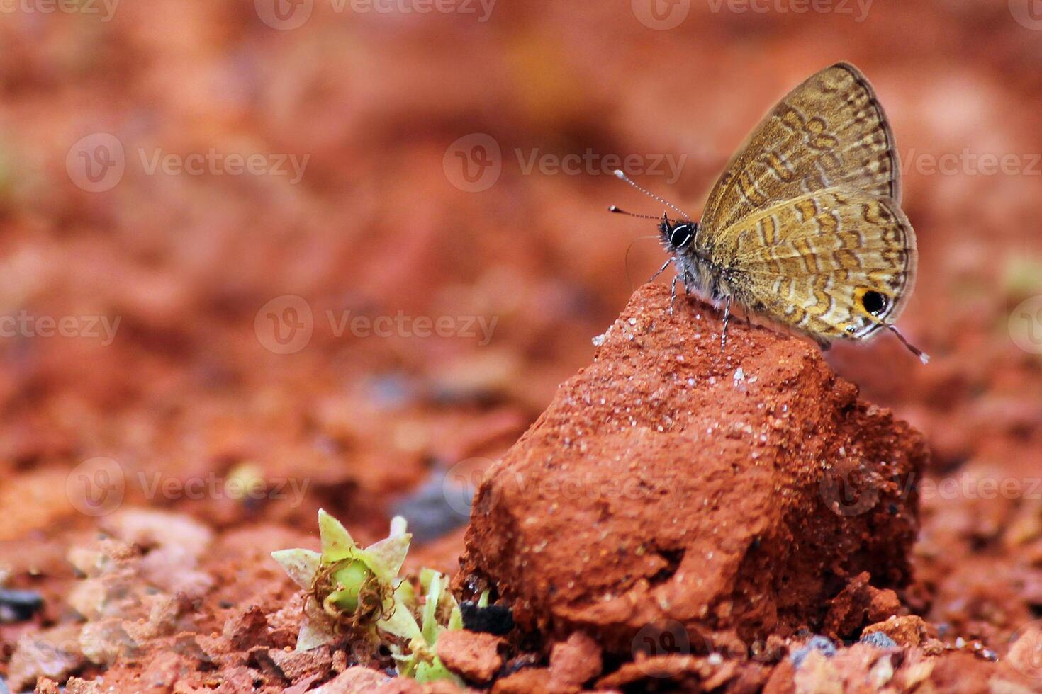 Monarch, Beautiful Butterfly Photography, Beautiful butterfly on flower, Macro Photography, Beautyful Nature photo