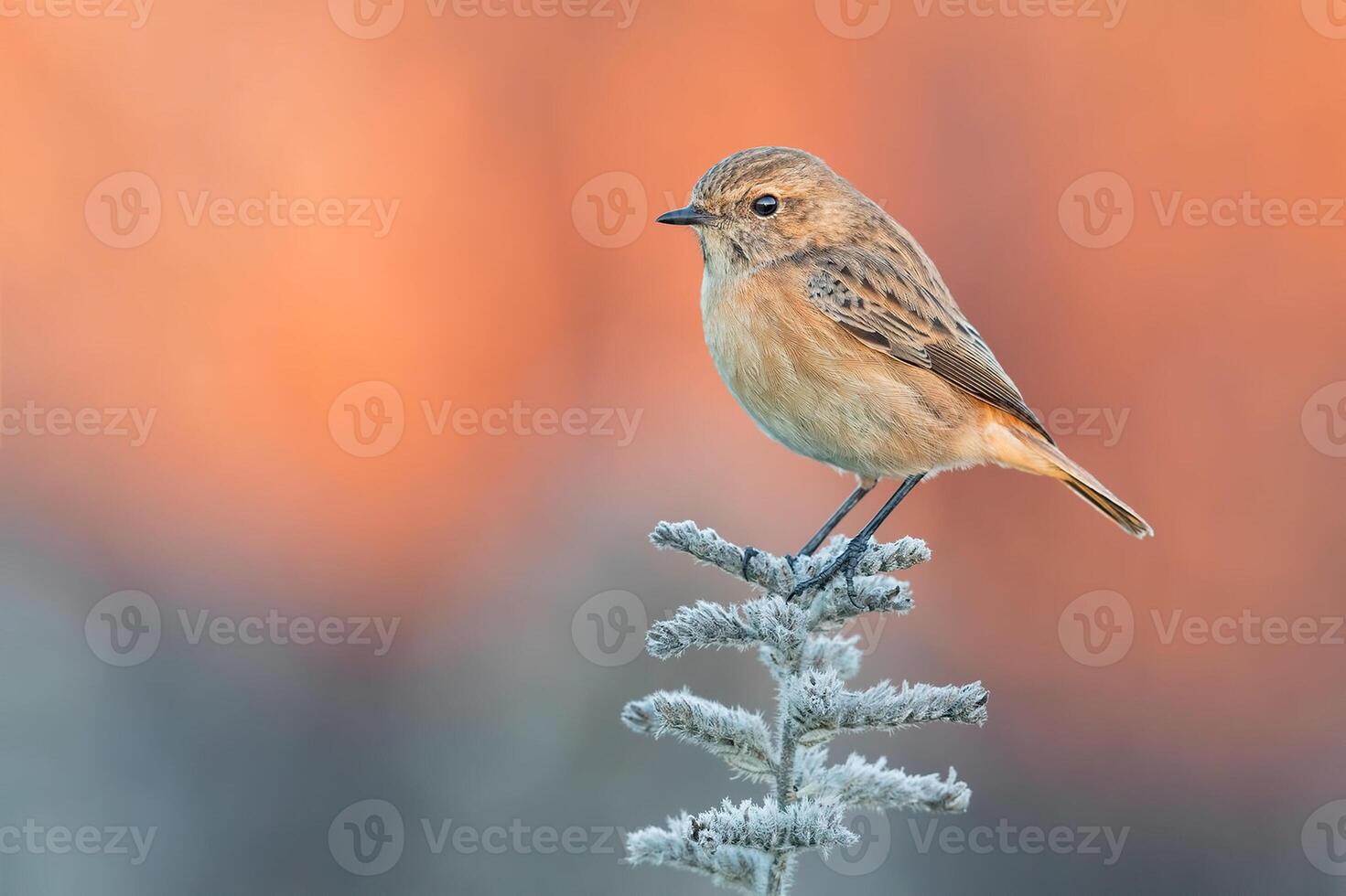 pájaro fotografía, pájaro imagen, más hermosa pájaro fotografía, naturaleza fotografía foto