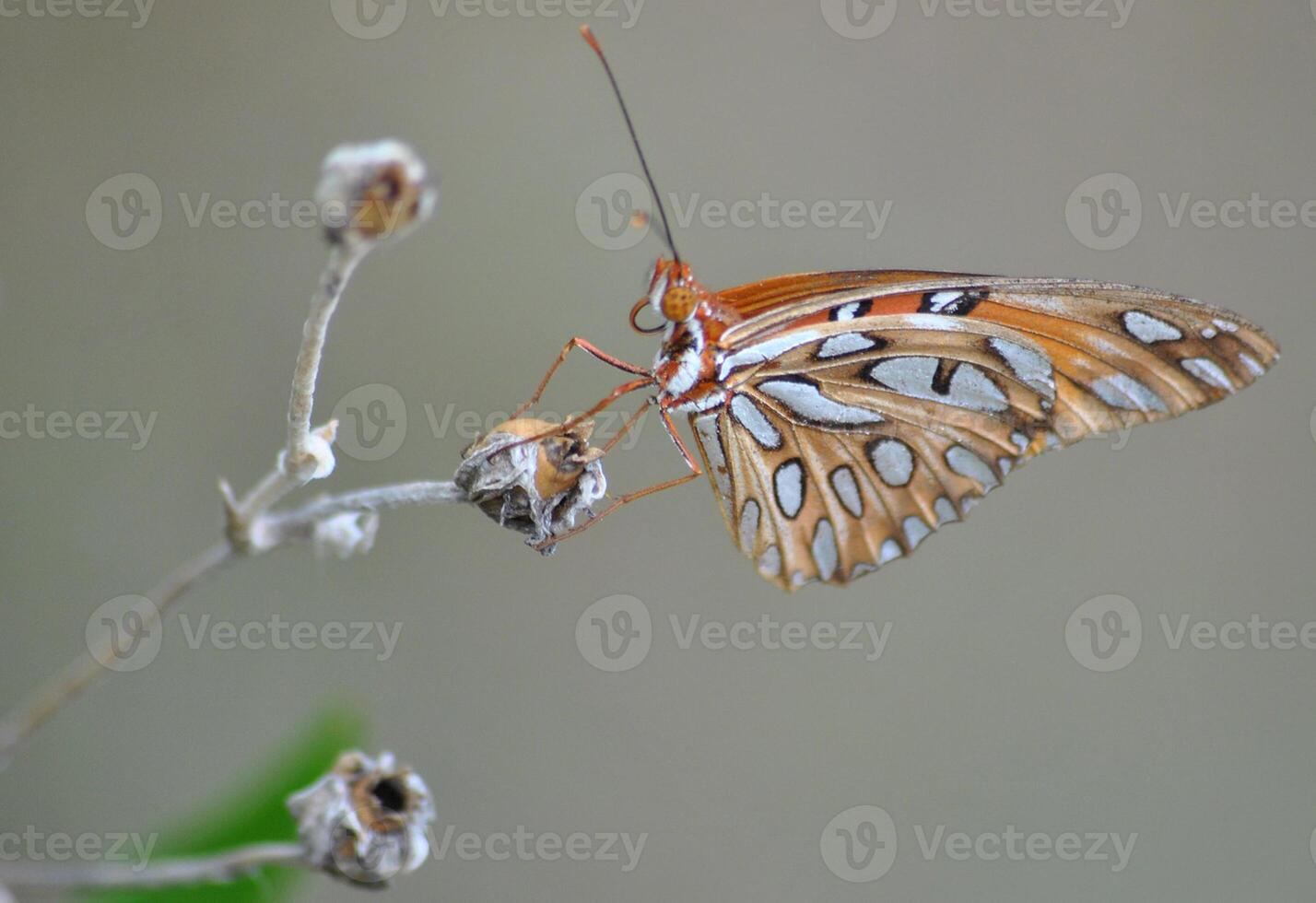 monarca, hermosa mariposa fotografía, hermosa mariposa en flor, macro fotografía, bello naturaleza foto