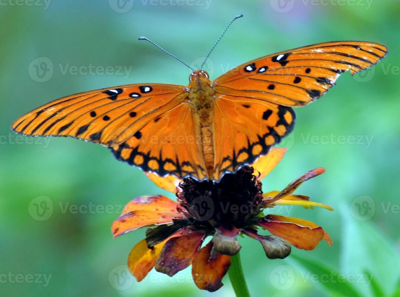 Monarch, Beautiful Butterfly Photography, Beautiful butterfly on flower, Macro Photography, Beautyful Nature photo