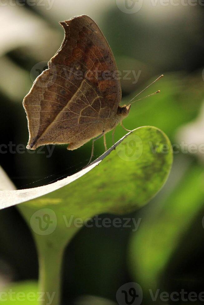 monarca, hermosa mariposa fotografía, hermosa mariposa en flor, macro fotografía, bello naturaleza foto