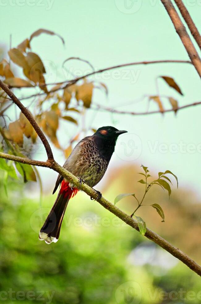 pájaro fotografía, pájaro imagen, más hermosa pájaro fotografía, naturaleza fotografía foto