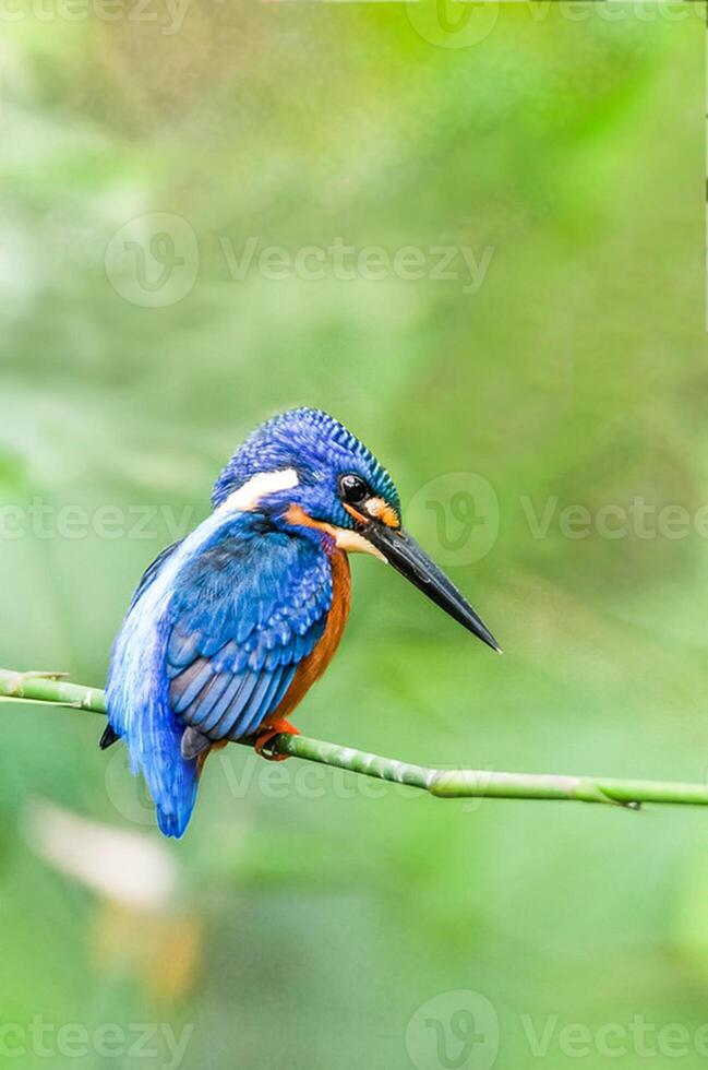 Bird Photography, Bird Picture, Most Beautiful Bird Photography, Nature Photography photo