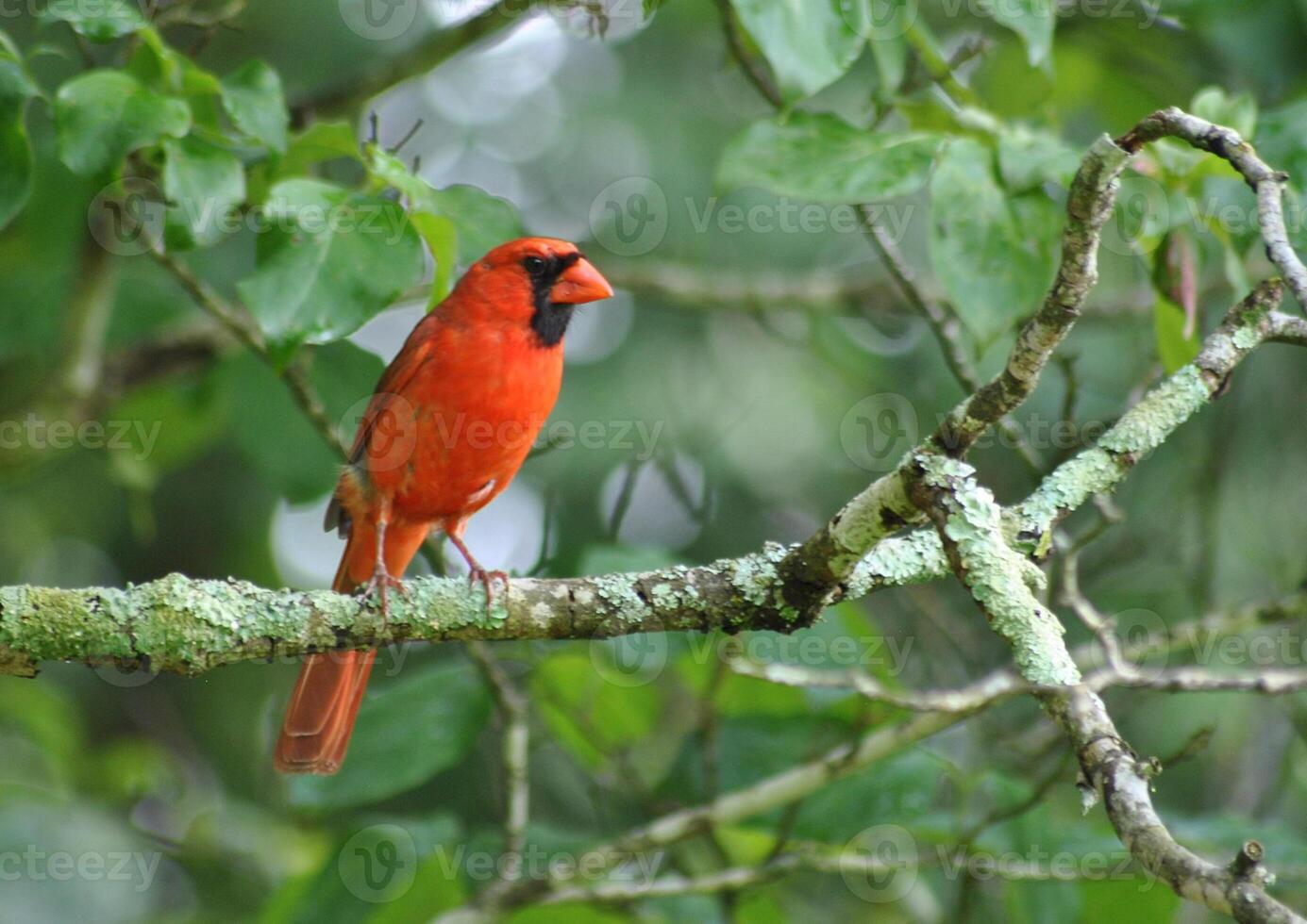 Bird Photography, Bird Picture, Most Beautiful Bird Photography, Nature Photography photo