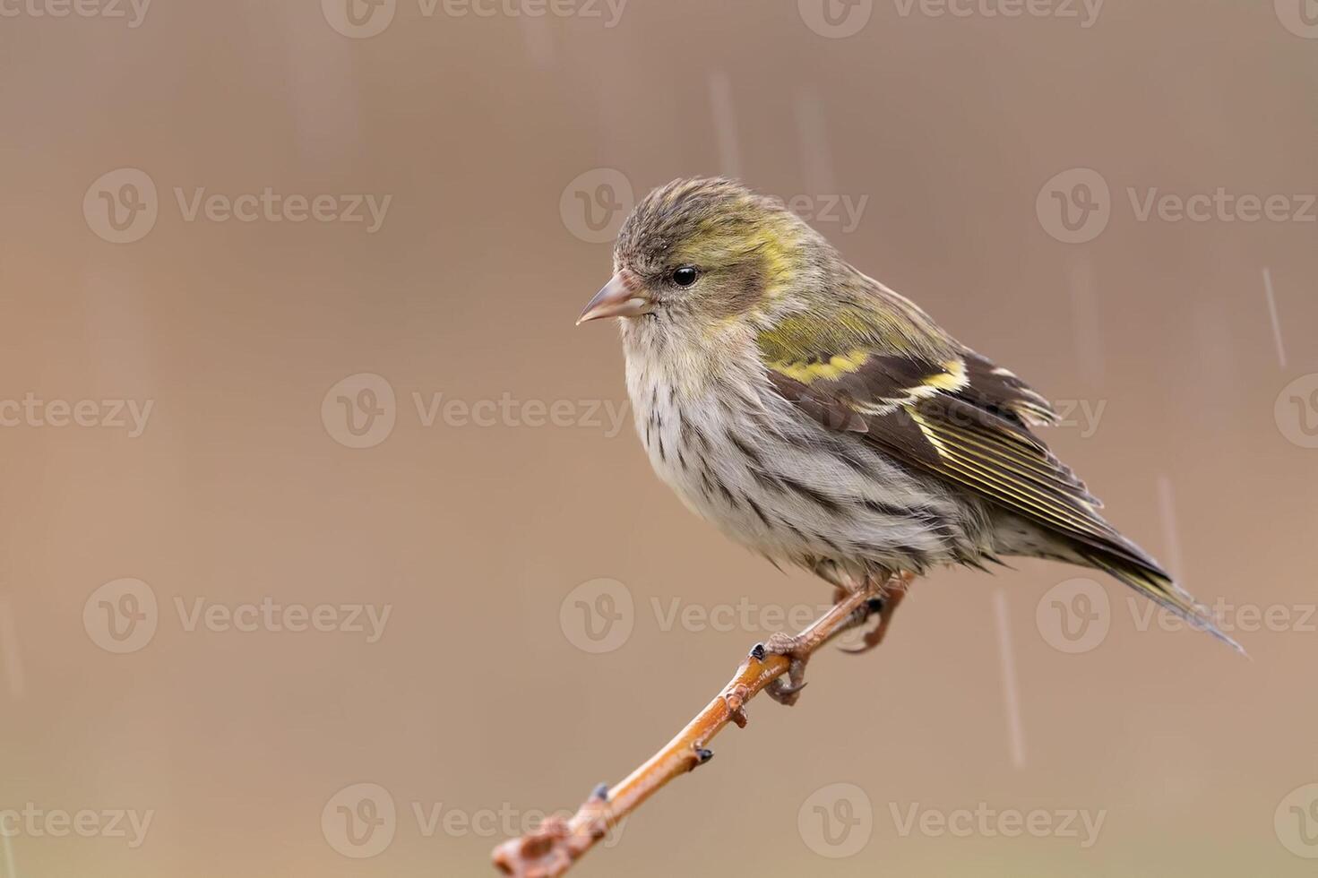 Bird Photography, Bird Picture, Most Beautiful Bird Photography, Nature Photography photo