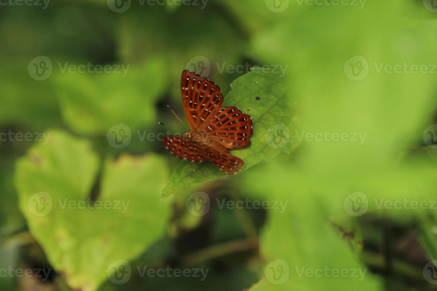 Monarch, Beautiful Butterfly Photography, Beautiful butterfly on flower, Macro Photography, Beautyful Nature photo