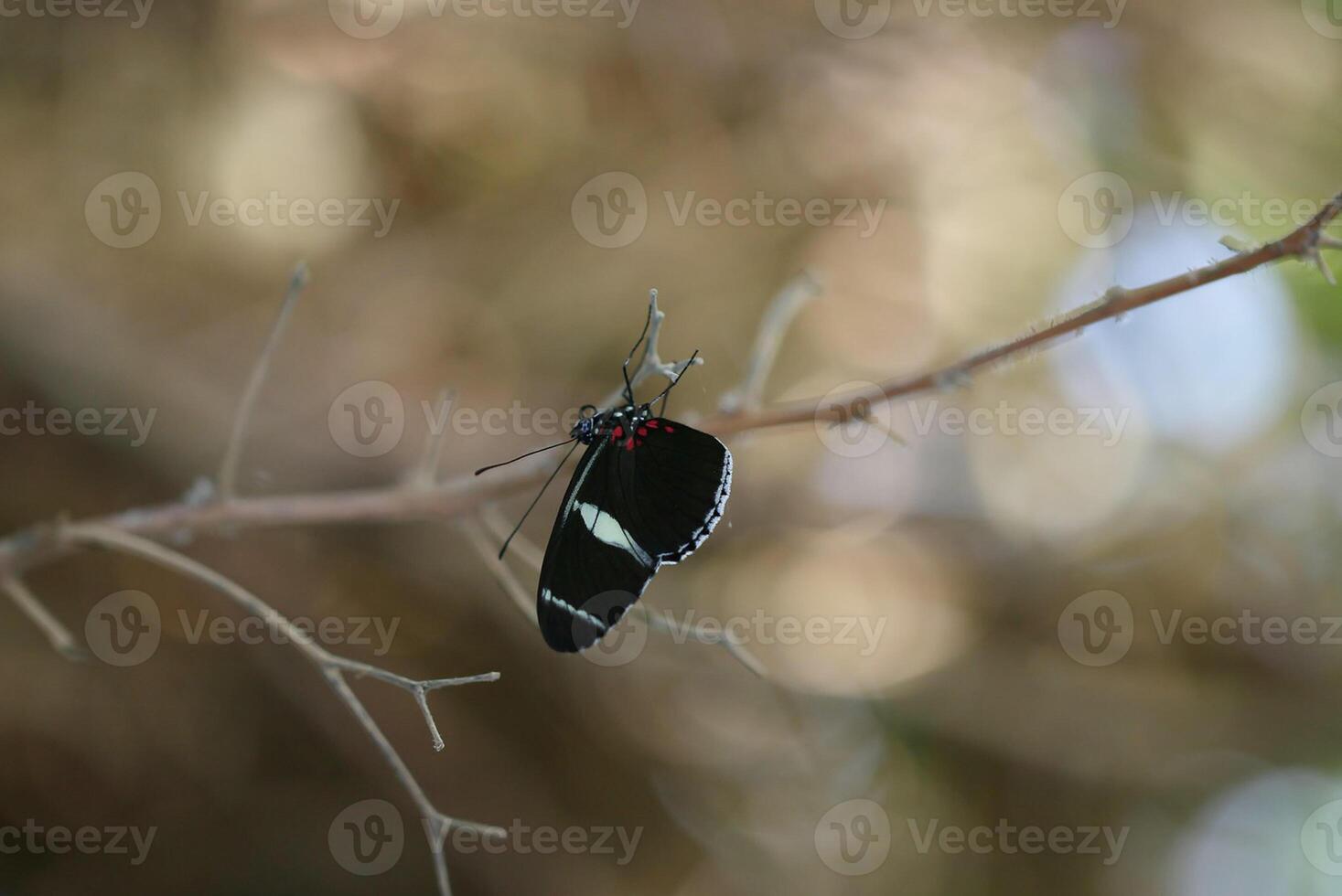 monarca, hermosa mariposa fotografía, hermosa mariposa en flor, macro fotografía, bello naturaleza foto