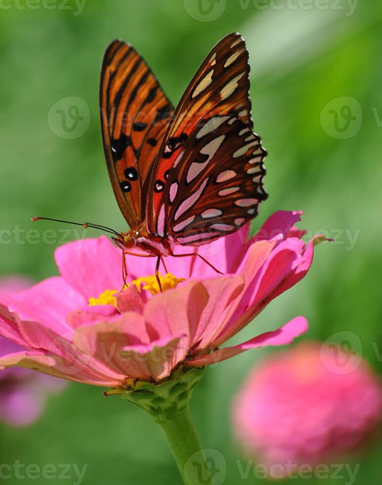 monarca, hermosa mariposa fotografía, hermosa mariposa en flor, macro fotografía, bello naturaleza foto