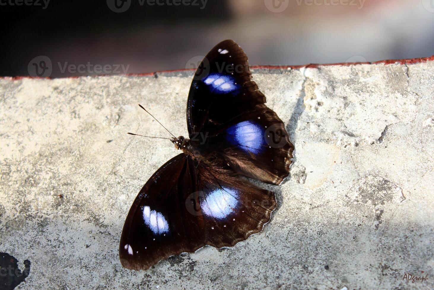 monarca, hermosa mariposa fotografía, hermosa mariposa en flor, macro fotografía, bello naturaleza foto