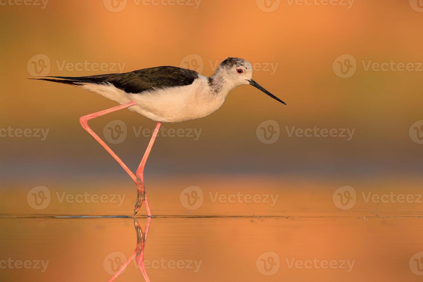 Bird Photography, Bird Picture, Most Beautiful Bird Photography, Nature Photography photo