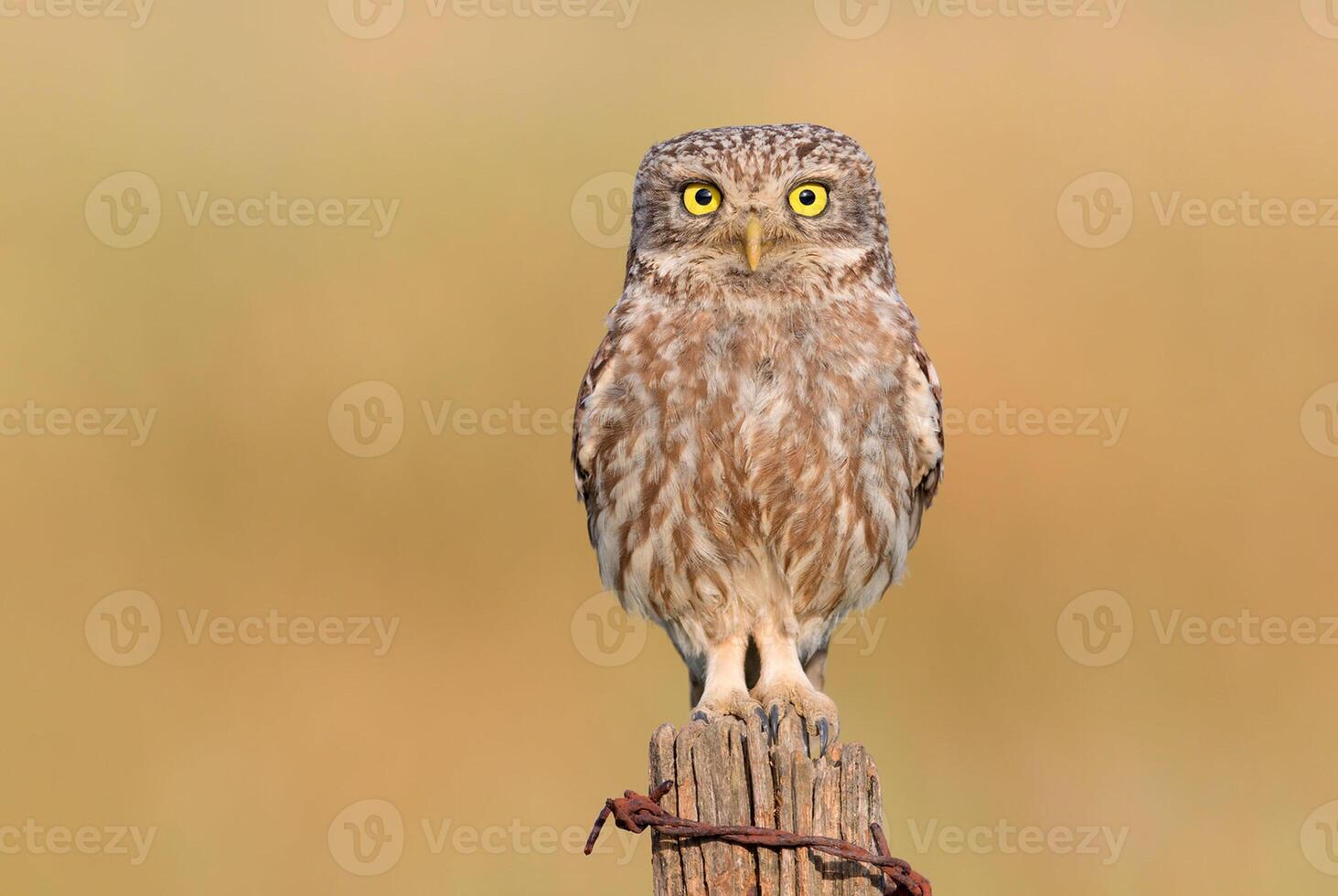 Bird Photography, Bird Picture, Most Beautiful Bird Photography, Nature Photography photo