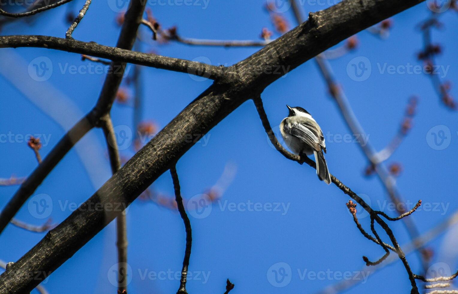 Bird Photography, Bird Picture, Most Beautiful Bird Photography, Nature Photography photo