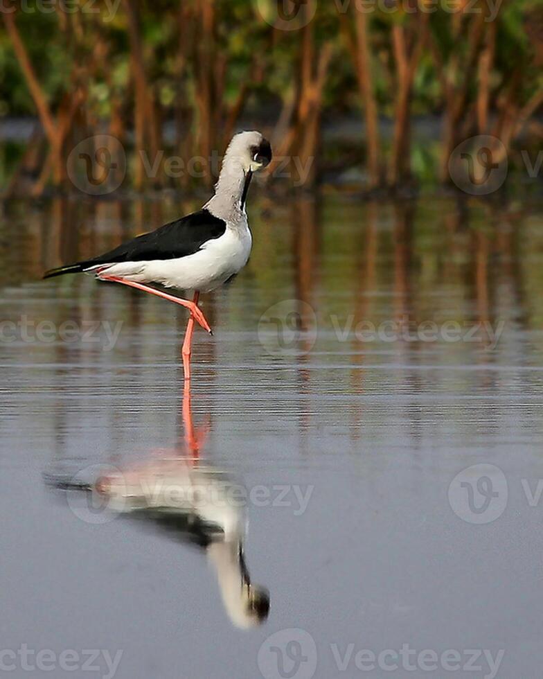 Bird Photography, Bird Picture, Most Beautiful Bird Photography, Nature Photography photo