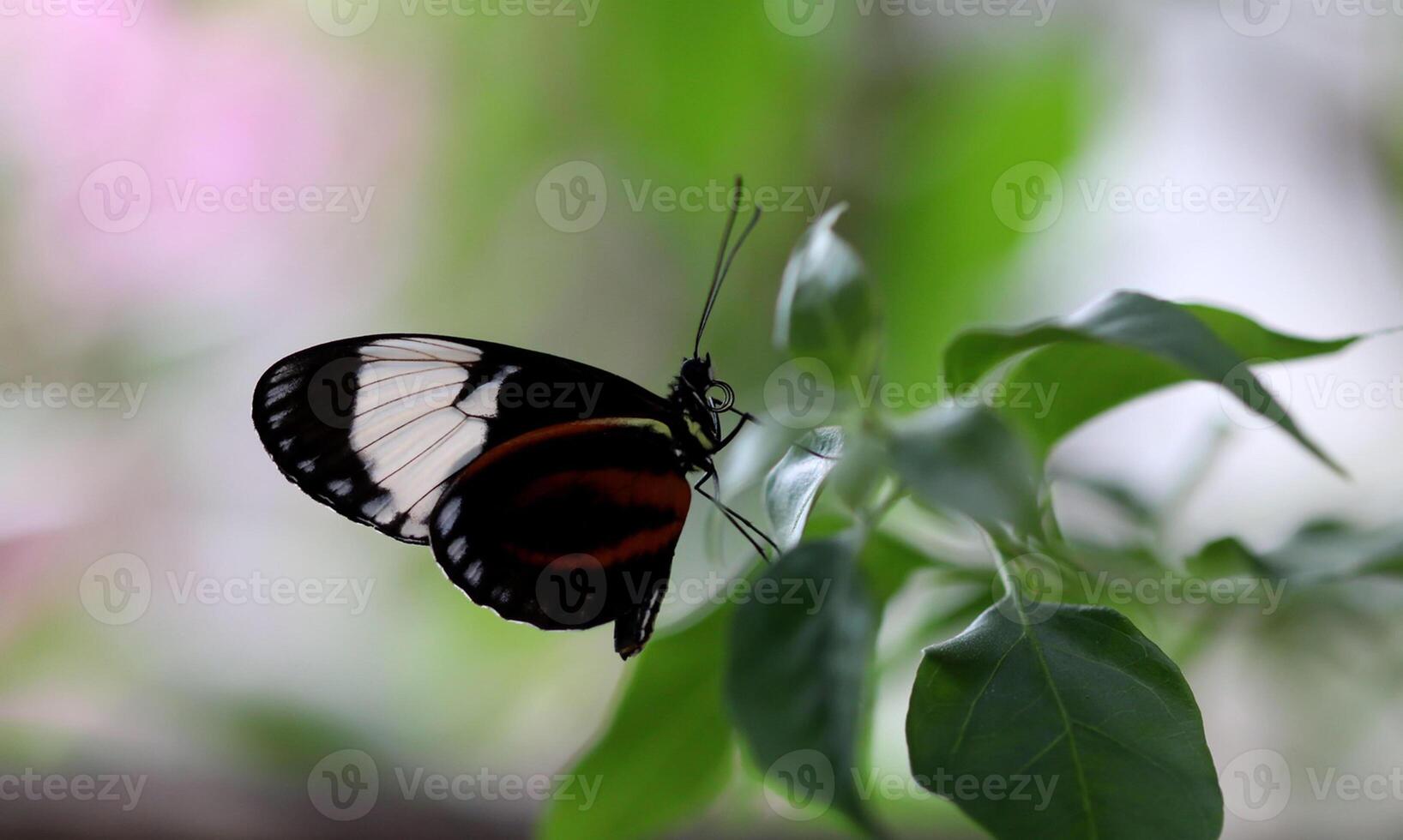 Monarch, Beautiful Butterfly Photography, Beautiful butterfly on flower, Macro Photography, Beautyful Nature photo