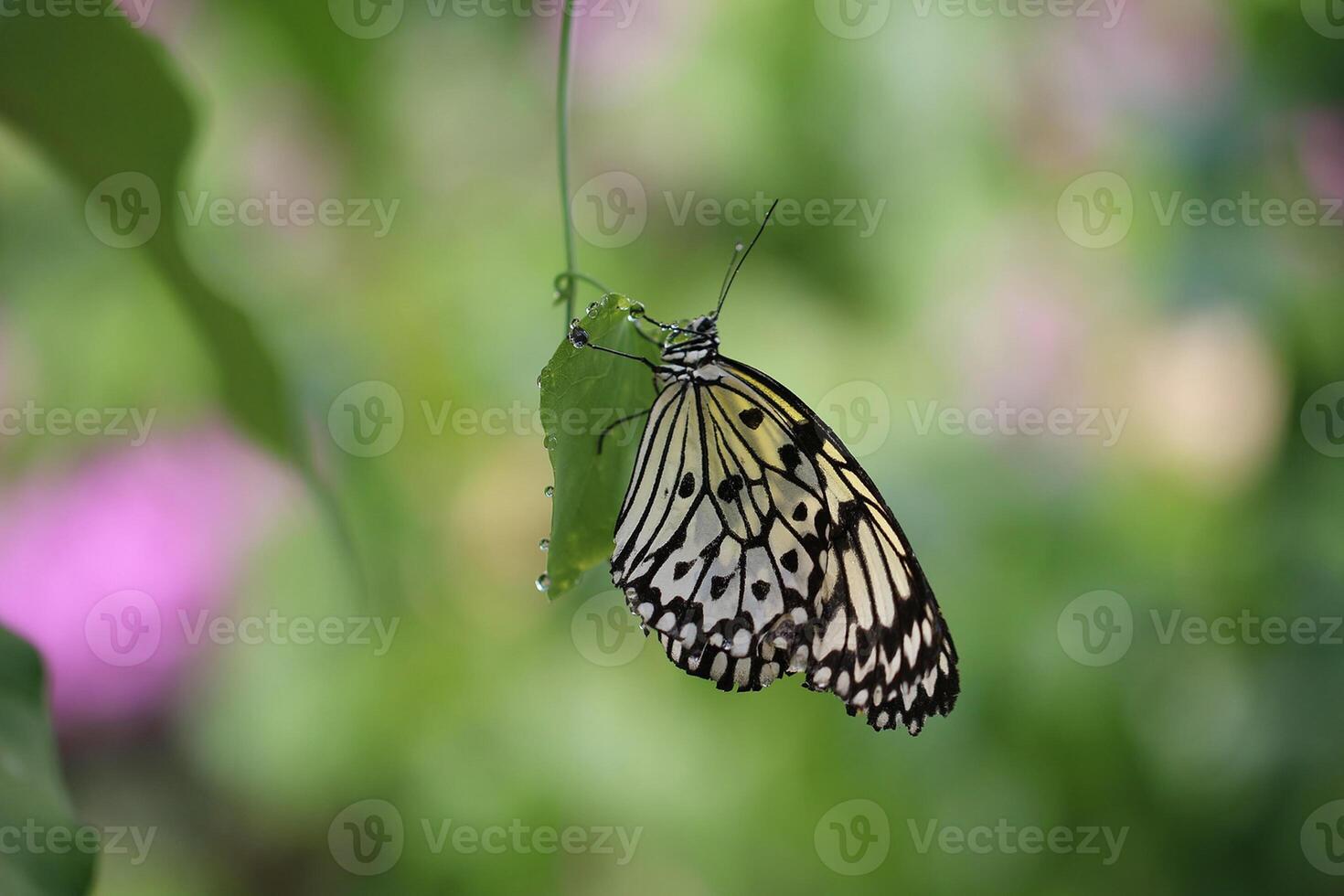 monarca, hermosa mariposa fotografía, hermosa mariposa en flor, macro fotografía, bello naturaleza foto