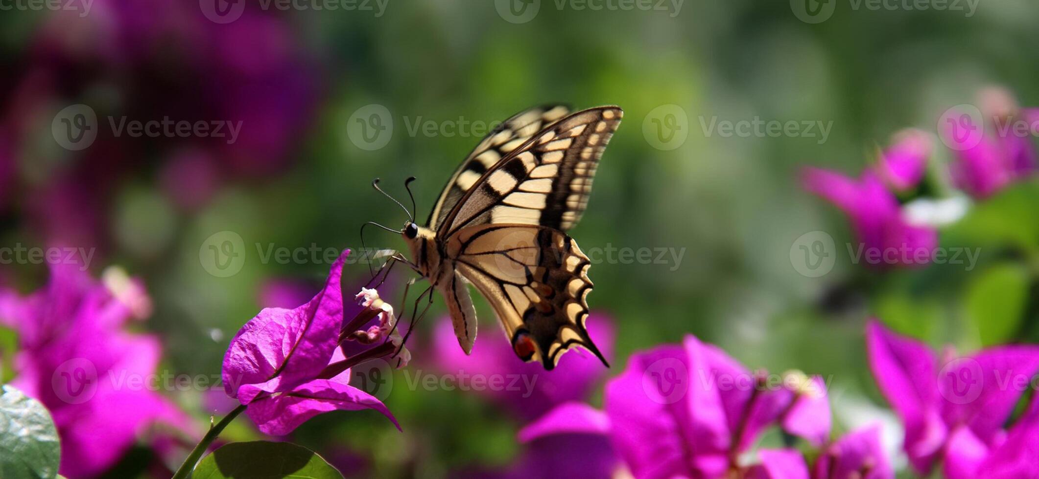 monarca, hermosa mariposa fotografía, hermosa mariposa en flor, macro fotografía, bello naturaleza foto