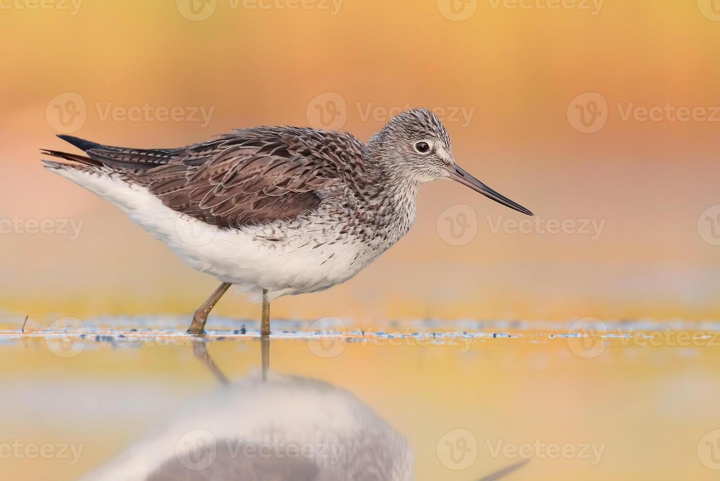 pájaro fotografía, pájaro imagen, más hermosa pájaro fotografía, naturaleza fotografía foto