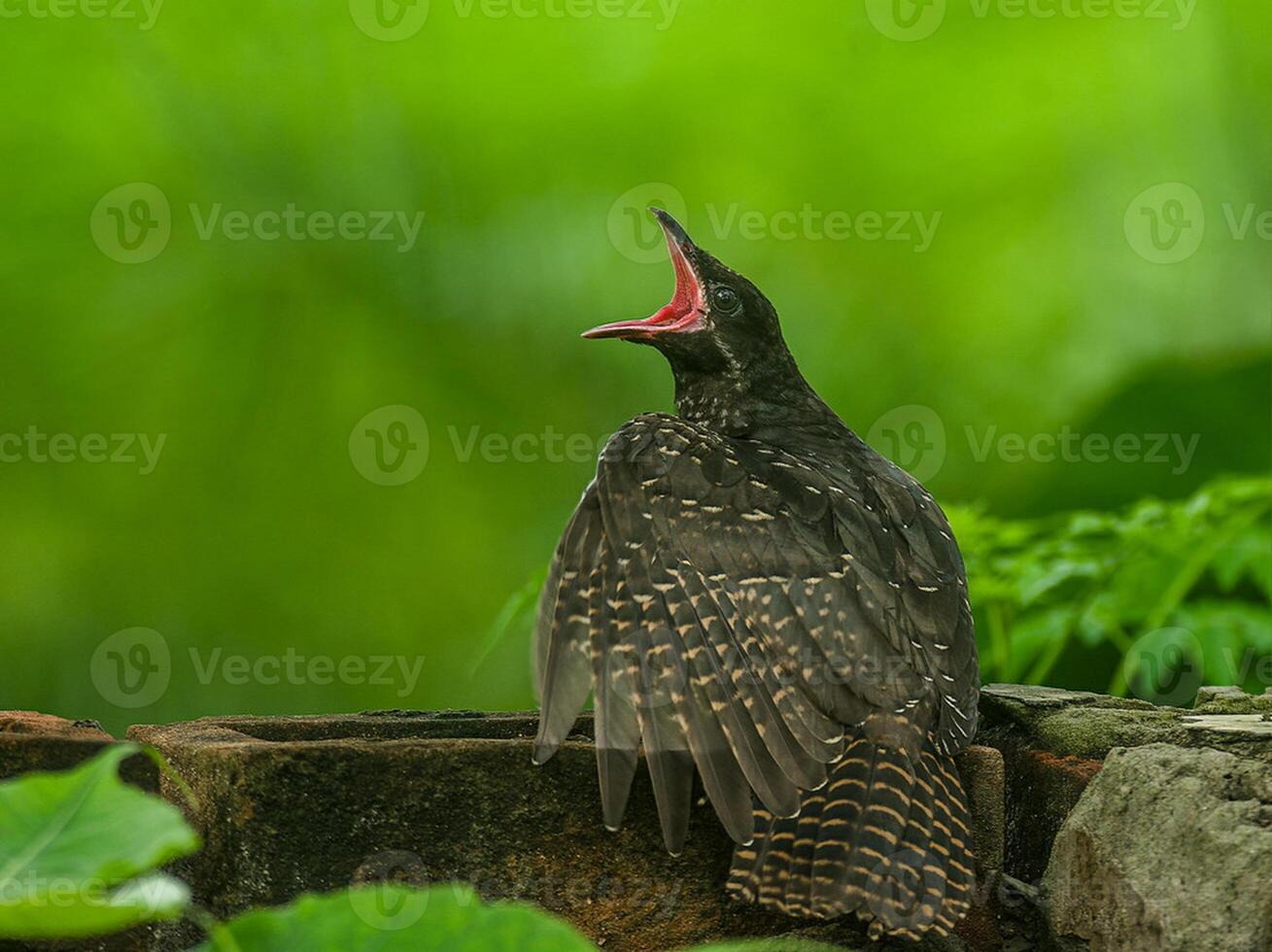 pájaro fotografía, pájaro imagen, más hermosa pájaro fotografía, naturaleza fotografía foto