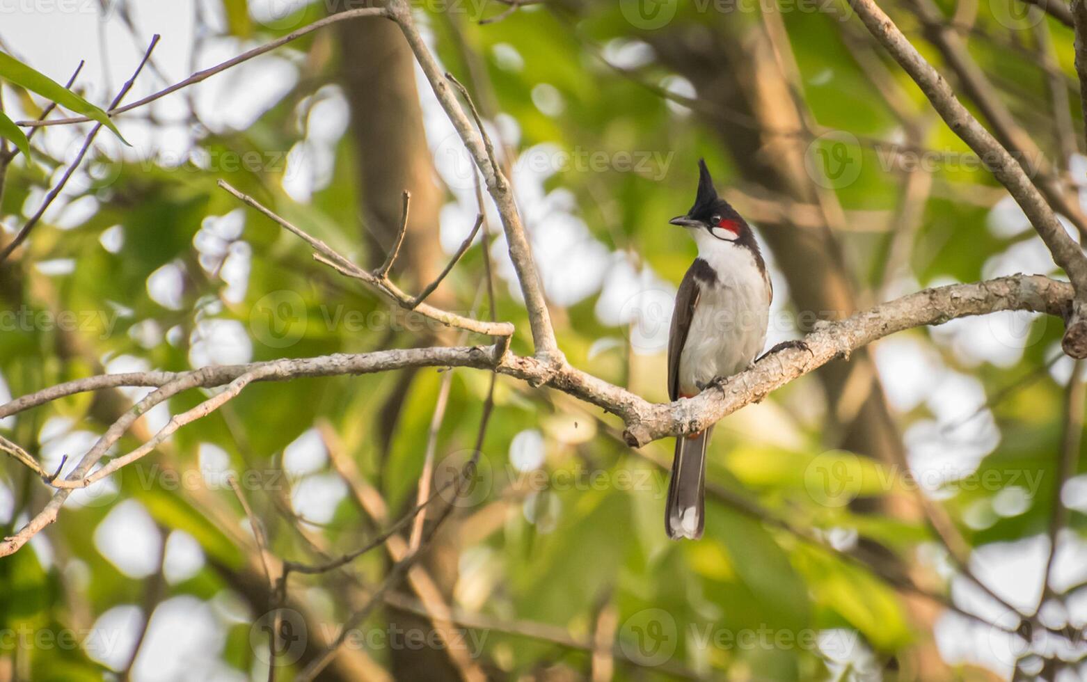 Bird Photography, Bird Picture, Most Beautiful Bird Photography, Nature Photography photo