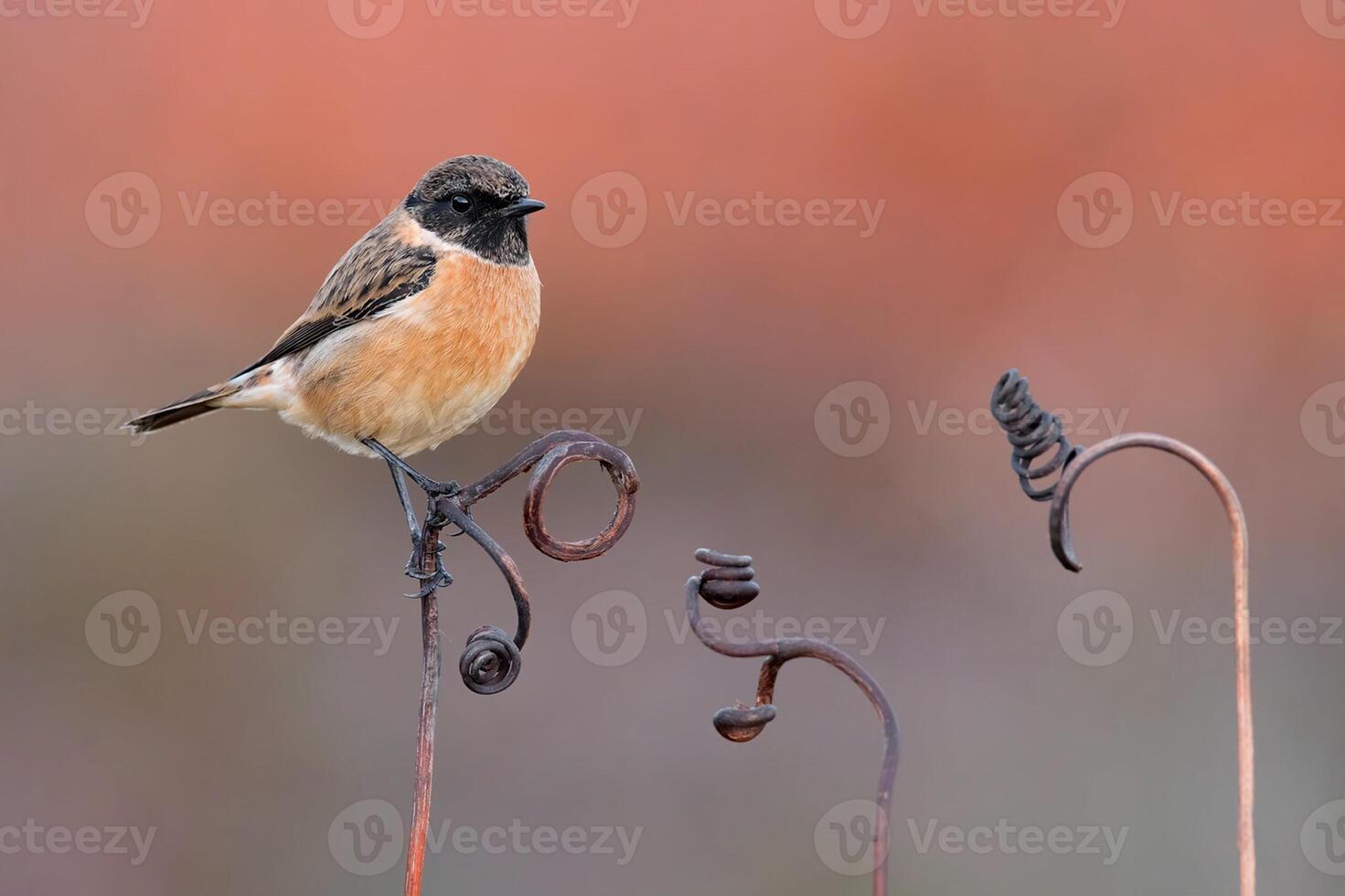 Bird Photography, Bird Picture, Most Beautiful Bird Photography, Nature Photography photo
