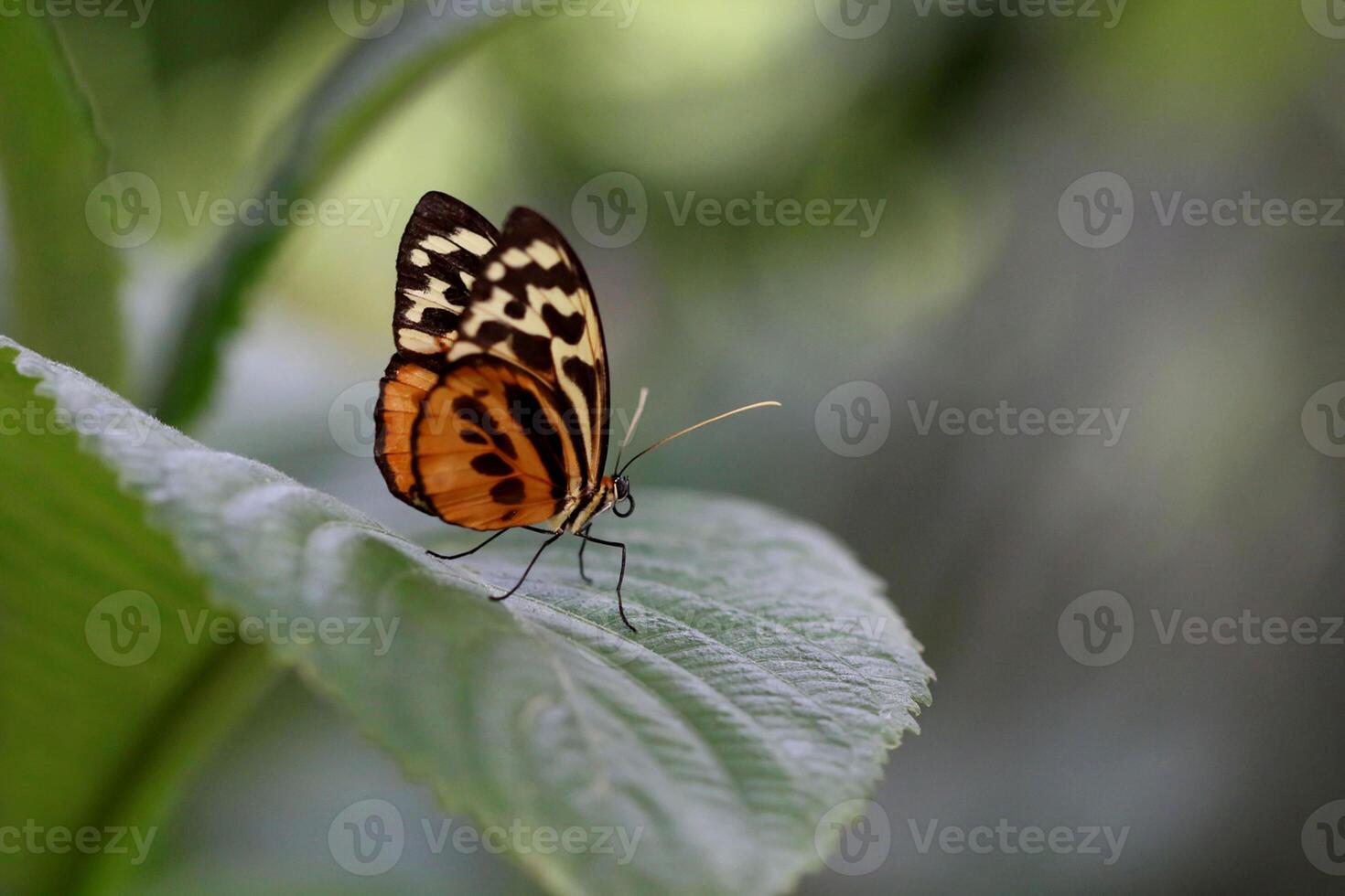 Monarch, Beautiful Butterfly Photography, Beautiful butterfly on flower, Macro Photography, Beautyful Nature photo