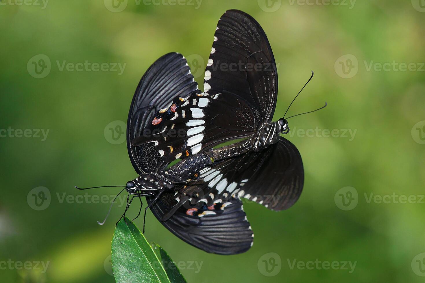 Monarch, Beautiful Butterfly Photography, Beautiful butterfly on flower, Macro Photography, Beautyful Nature photo