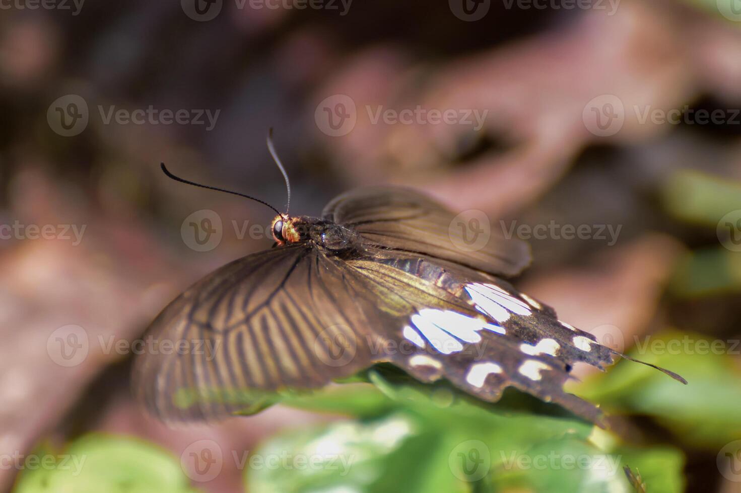 monarca, hermosa mariposa fotografía, hermosa mariposa en flor, macro fotografía, bello naturaleza foto