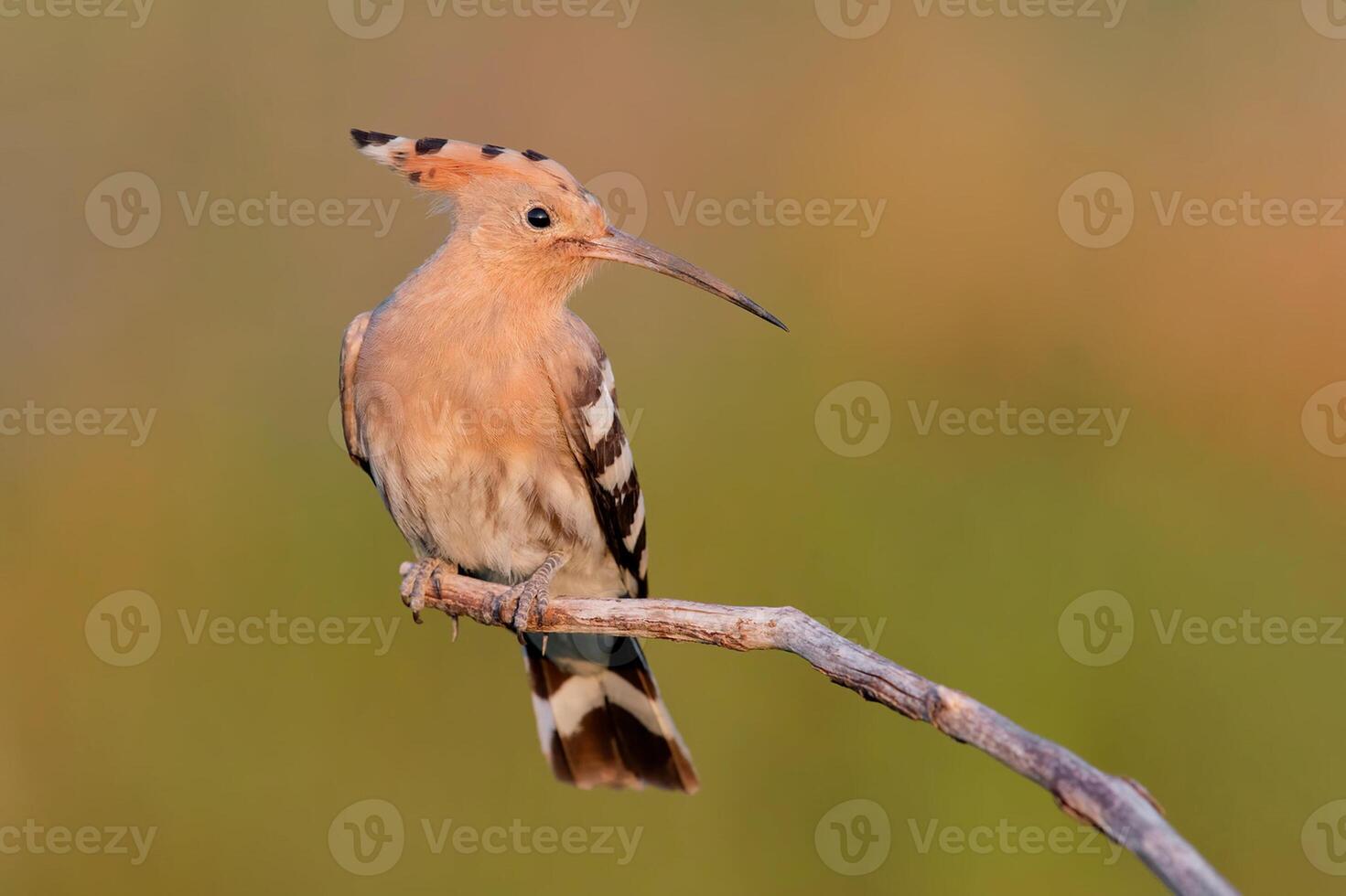 Bird Photography, Bird Picture, Most Beautiful Bird Photography, Nature Photography photo
