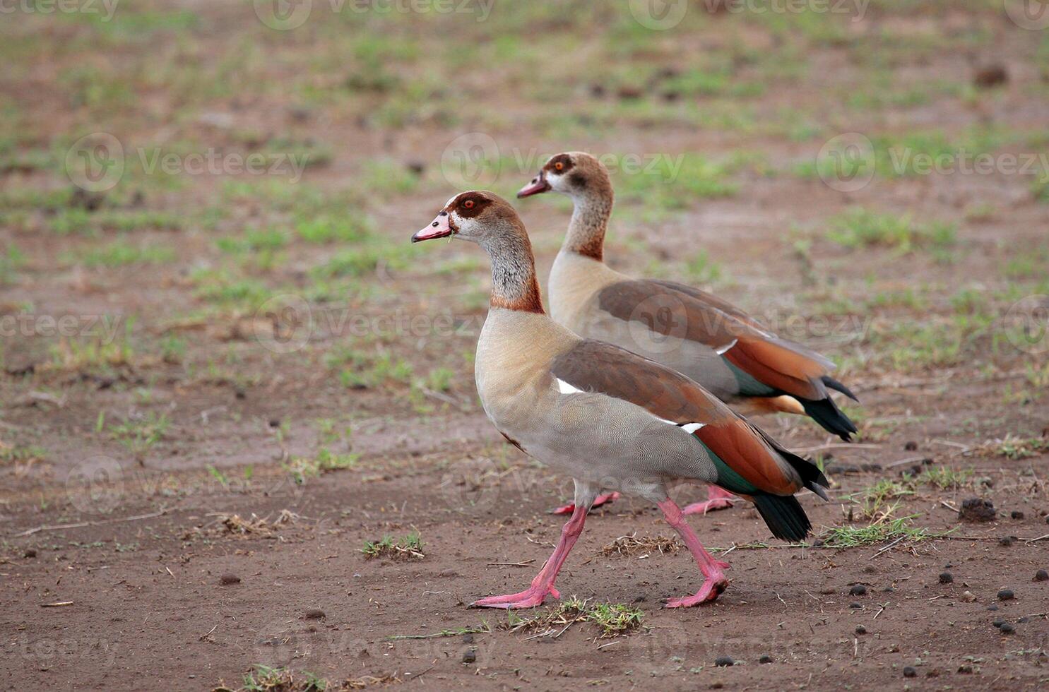 Bird Photography, Bird Picture, Most Beautiful Bird Photography, Nature Photography photo