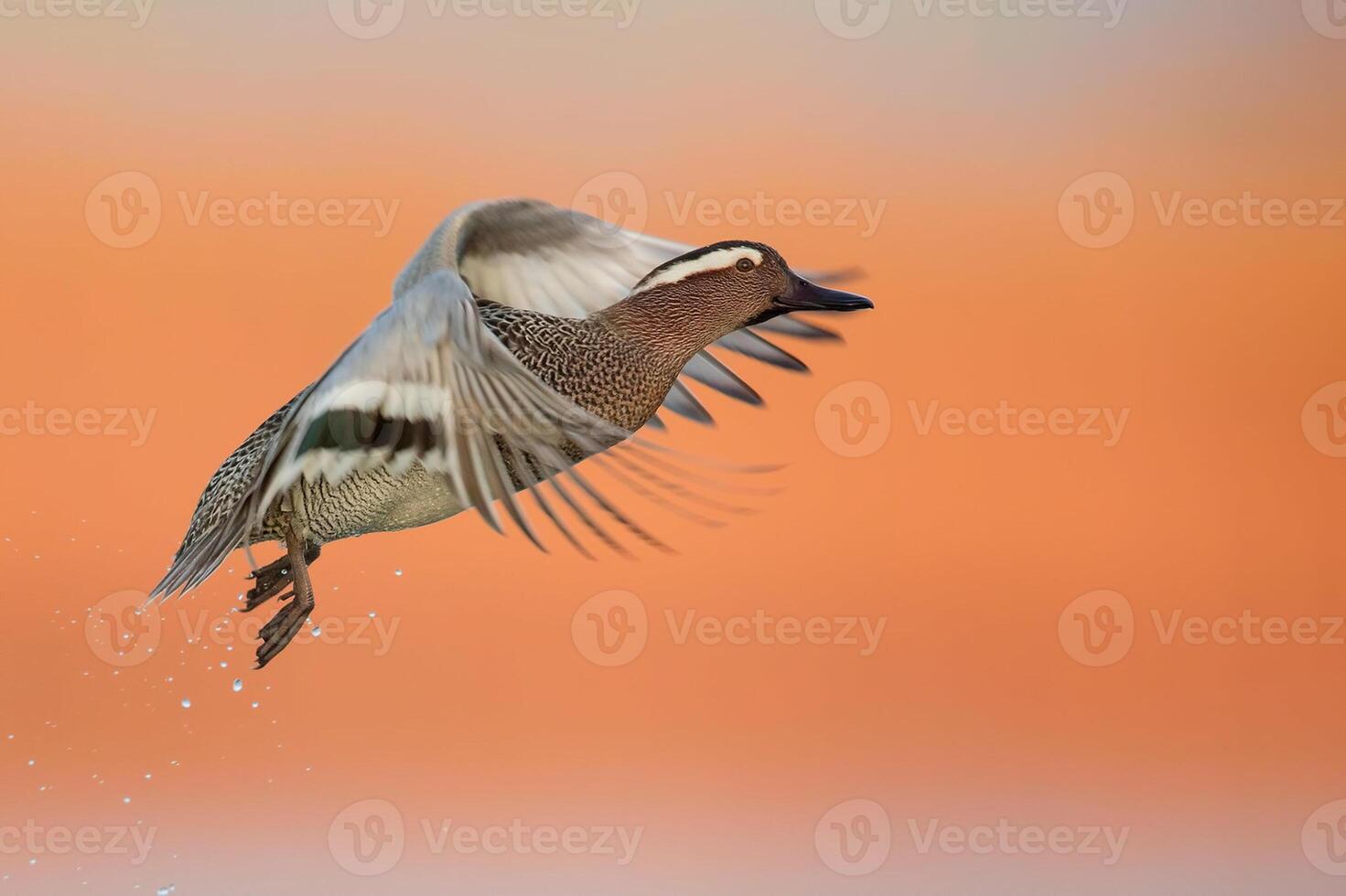 pájaro fotografía, pájaro imagen, más hermosa pájaro fotografía, naturaleza fotografía foto