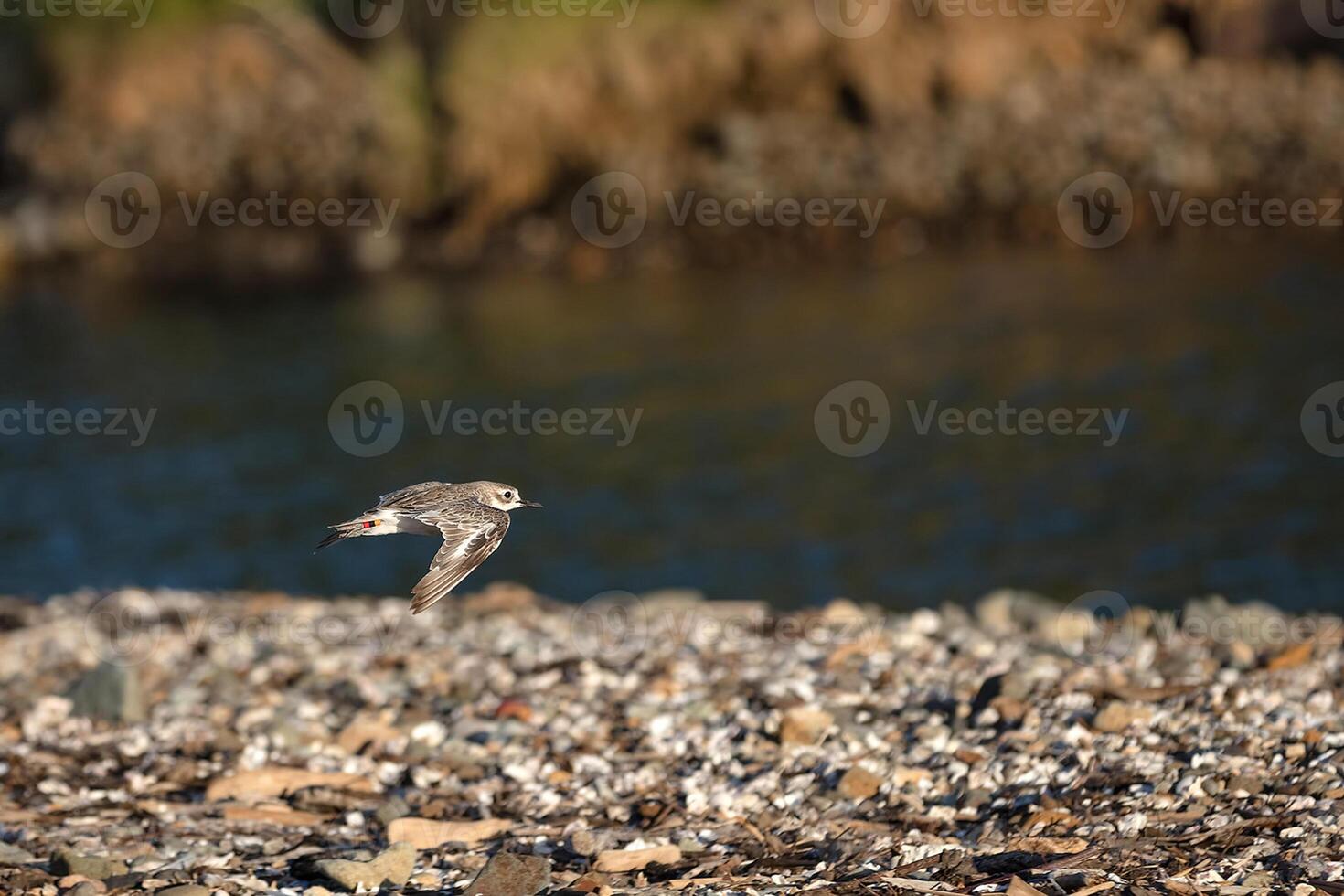 Bird Photography, Bird Picture, Most Beautiful Bird Photography, Nature Photography photo