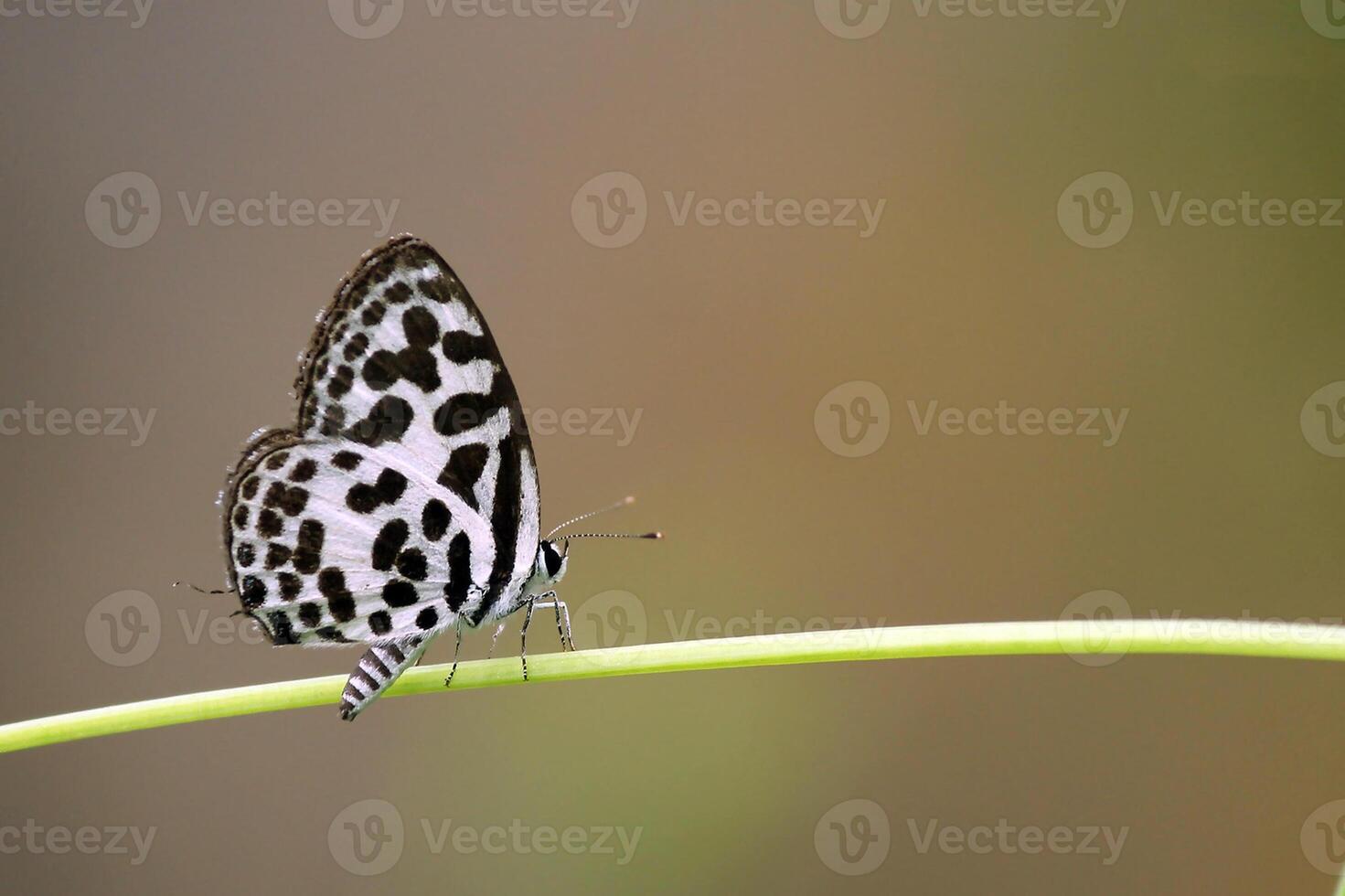 Monarch, Beautiful Butterfly Photography, Beautiful butterfly on flower, Macro Photography, Beautyful Nature photo