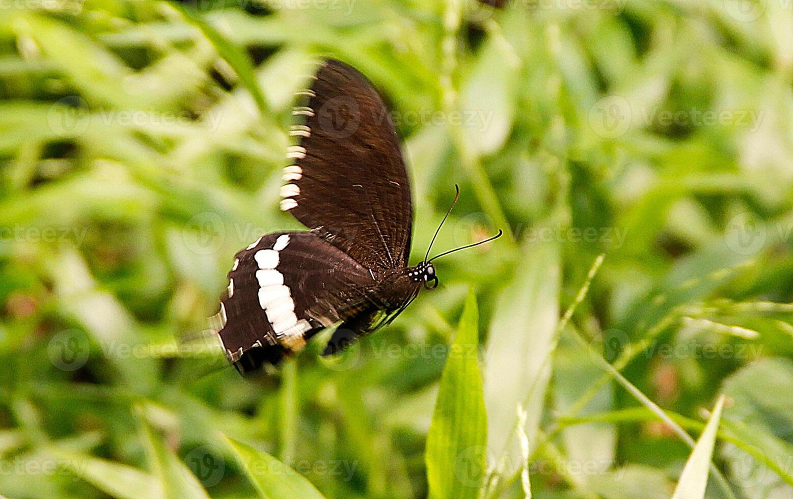 monarca, hermosa mariposa fotografía, hermosa mariposa en flor, macro fotografía, bello naturaleza foto