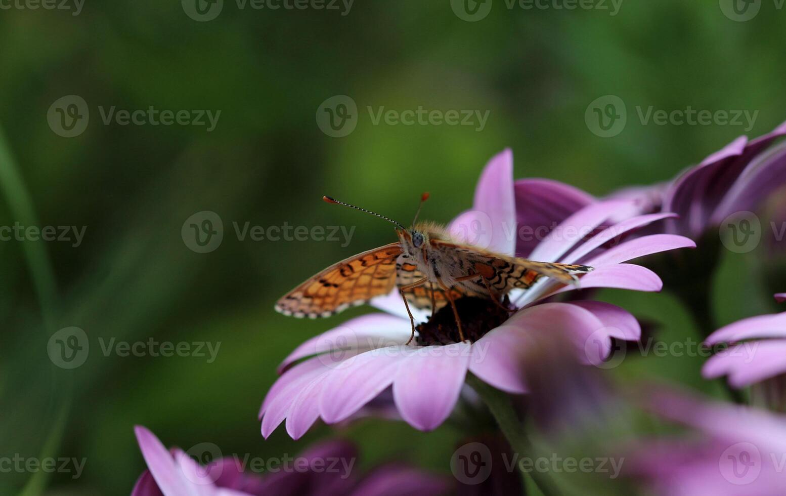 monarca, hermosa mariposa fotografía, hermosa mariposa en flor, macro fotografía, bello naturaleza foto