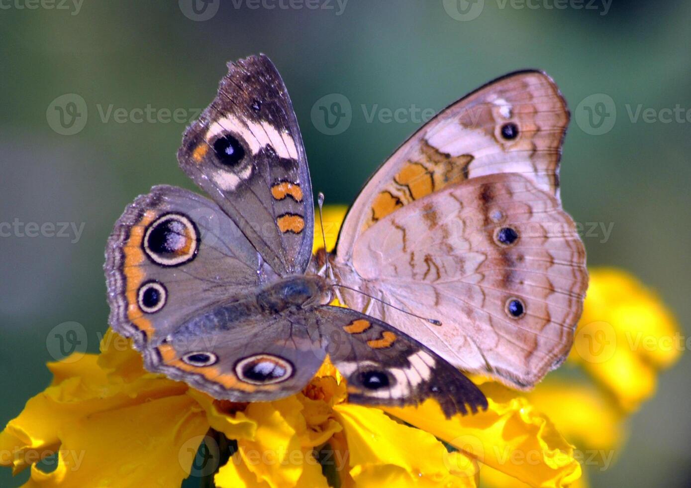 Monarch, Beautiful Butterfly Photography, Beautiful butterfly on flower, Macro Photography, Beautyful Nature photo