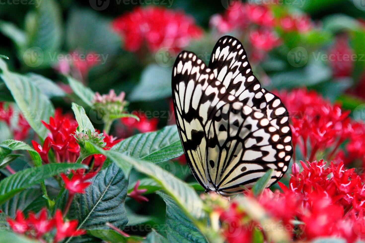 Monarch, Beautiful Butterfly Photography, Beautiful butterfly on flower, Macro Photography, Beautyful Nature photo