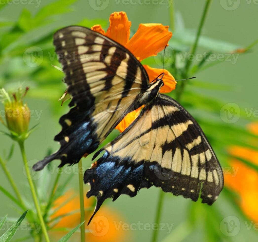 Monarch, Beautiful Butterfly Photography, Beautiful butterfly on flower, Macro Photography, Beautyful Nature photo