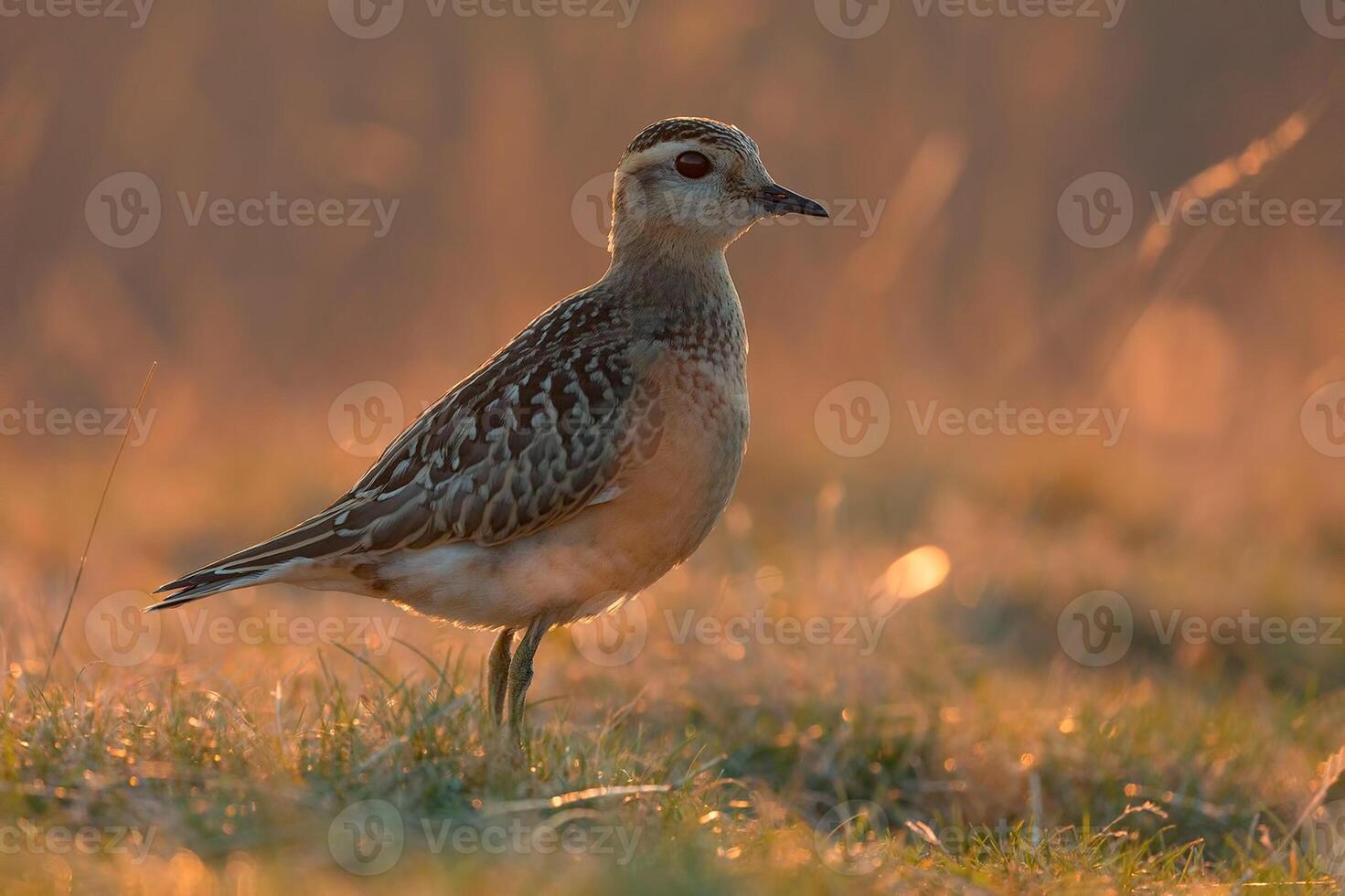 pájaro fotografía, pájaro imagen, más hermosa pájaro fotografía, naturaleza fotografía foto