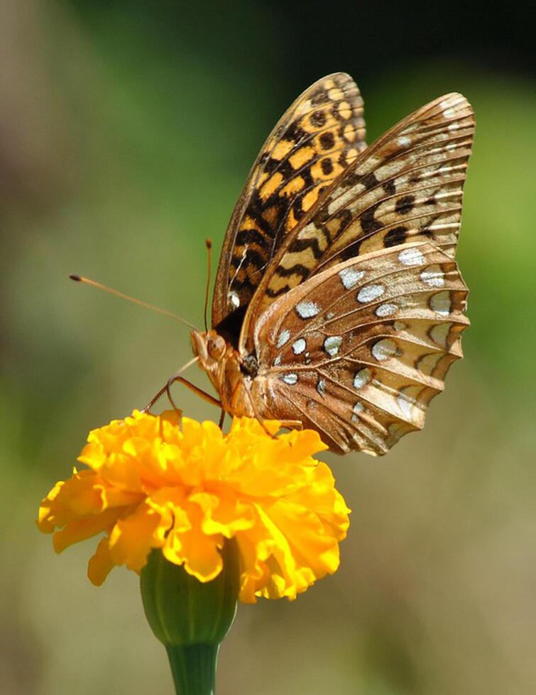 Monarch, Beautiful Butterfly Photography, Beautiful butterfly on flower, Macro Photography, Beautyful Nature photo