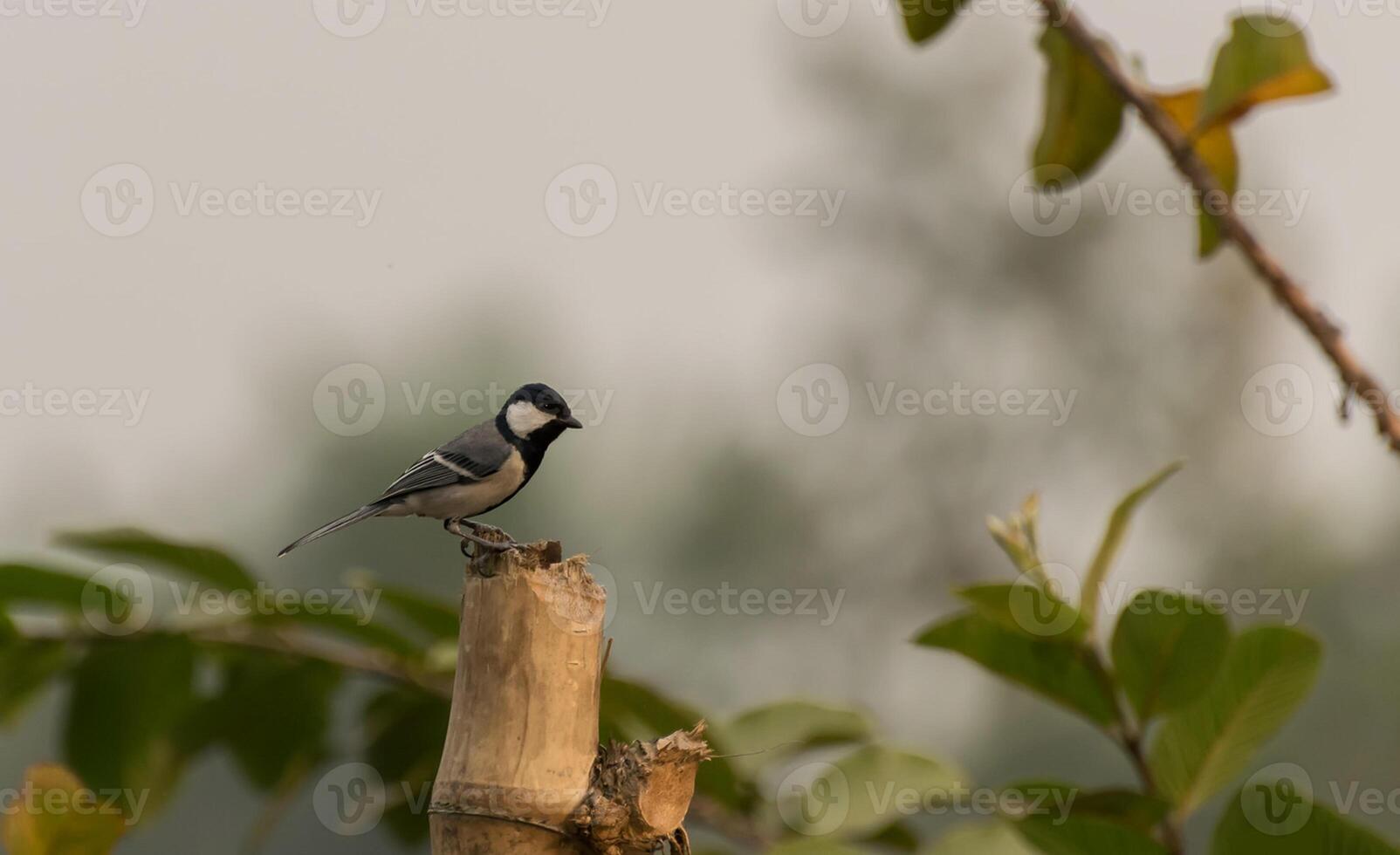 Bird Photography, Bird Picture, Most Beautiful Bird Photography, Nature Photography photo