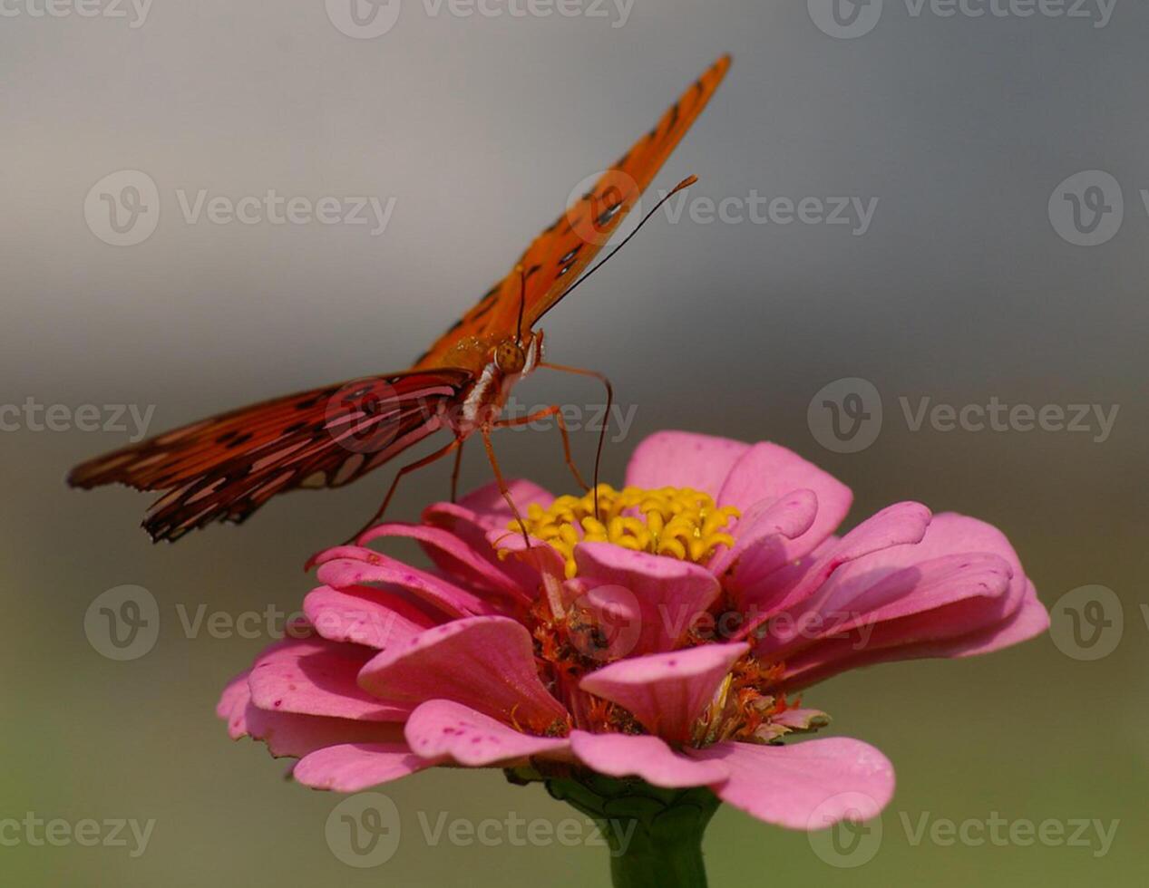 Monarch, Beautiful Butterfly Photography, Beautiful butterfly on flower, Macro Photography, Beautyful Nature photo