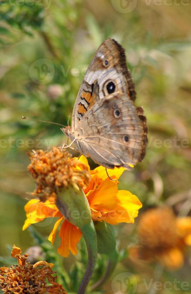 Monarch, Beautiful Butterfly Photography, Beautiful butterfly on flower, Macro Photography, Beautyful Nature photo