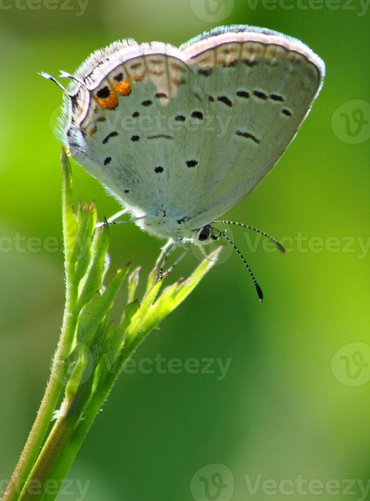 monarca, hermosa mariposa fotografía, hermosa mariposa en flor, macro fotografía, bello naturaleza foto