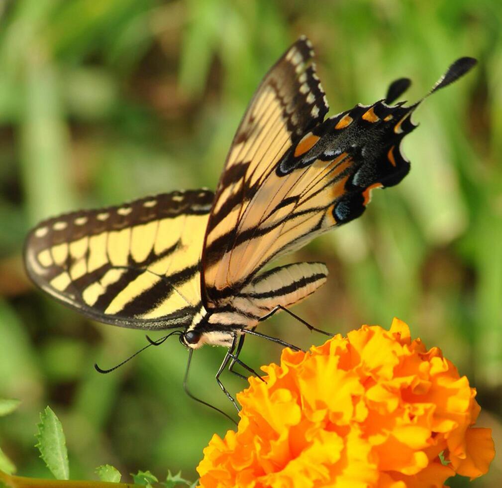 Monarch, Beautiful Butterfly Photography, Beautiful butterfly on flower, Macro Photography, Beautyful Nature photo