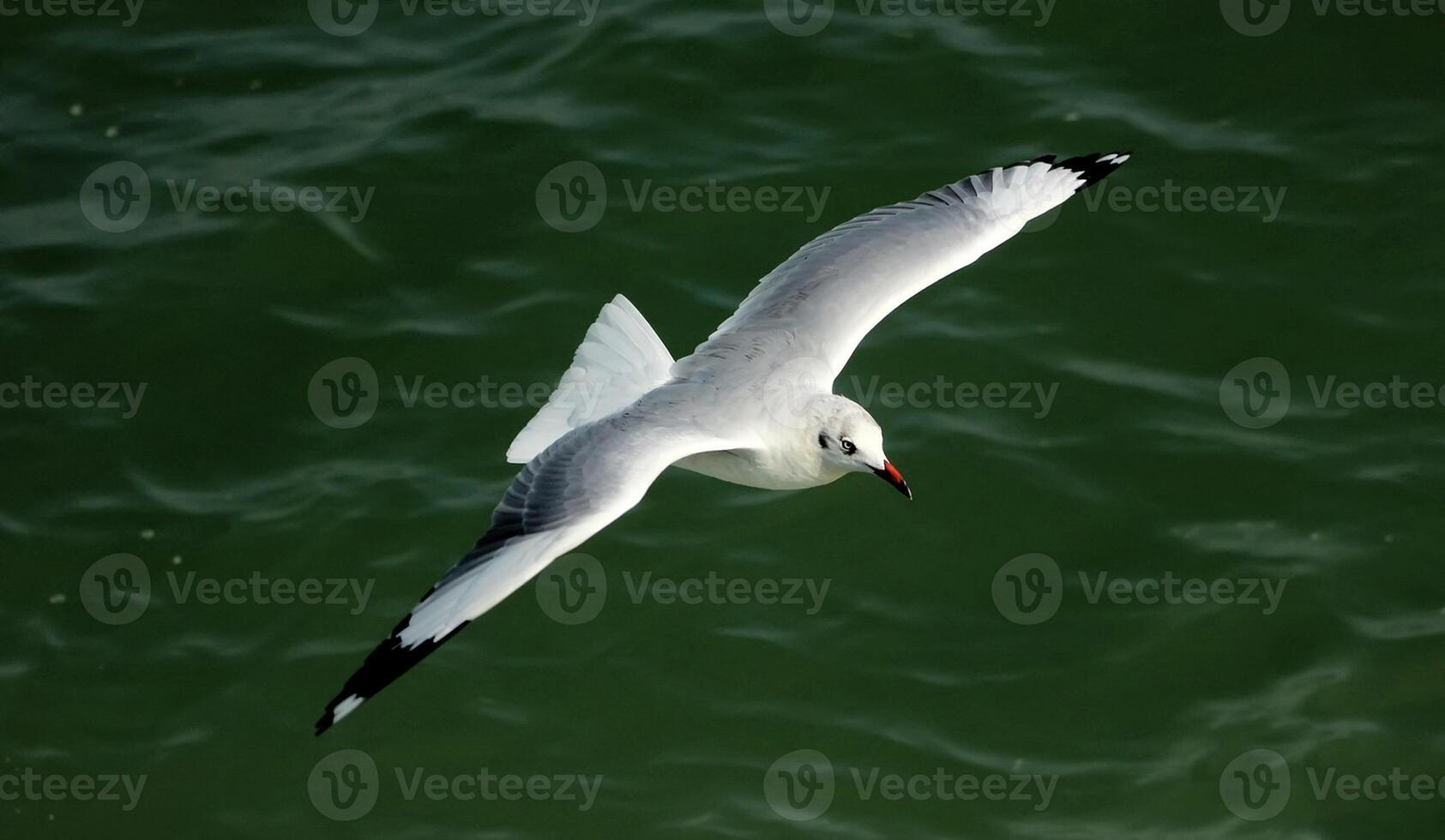 Bird Photography, Bird Picture, Most Beautiful Bird Photography, Nature Photography photo
