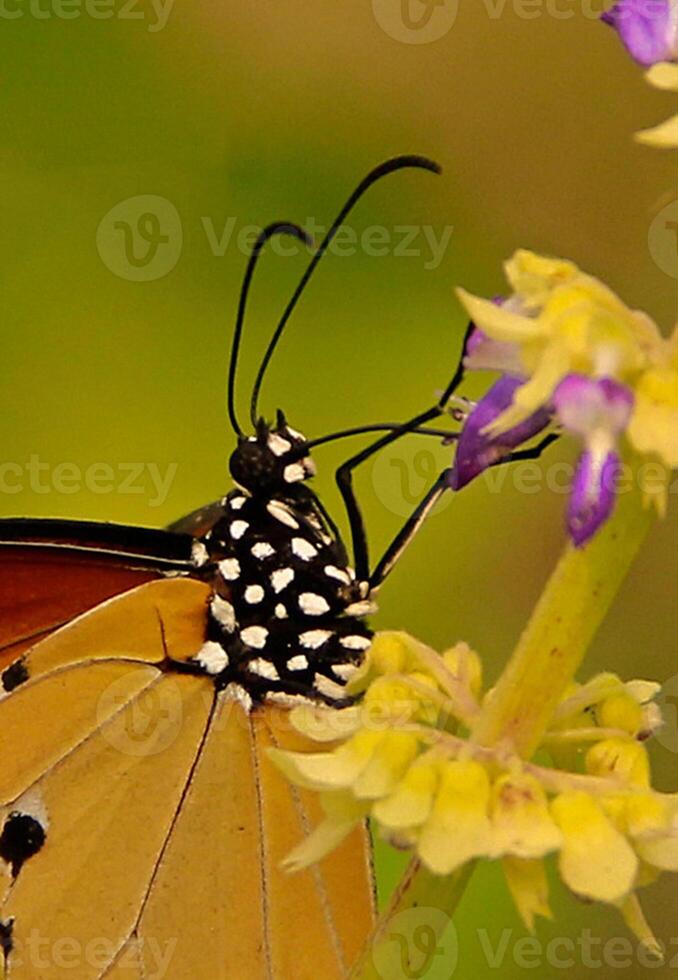 monarca, hermosa mariposa fotografía, hermosa mariposa en flor, macro fotografía, bello naturaleza foto