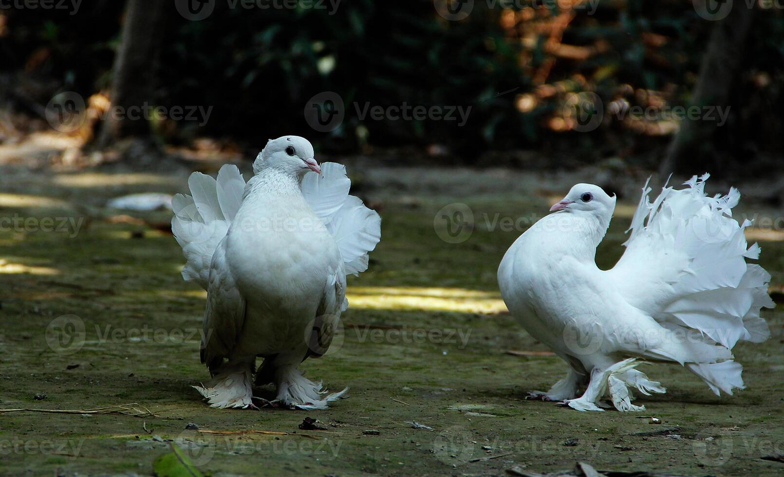 Bird Photography, Bird Picture, Most Beautiful Bird Photography, Nature Photography photo