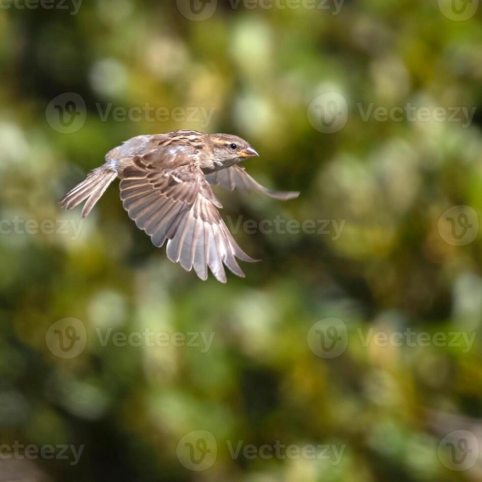 Bird Photography, Bird Picture, Most Beautiful Bird Photography, Nature Photography photo